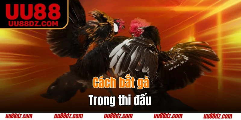 Cách bắt gà trong thi đấu