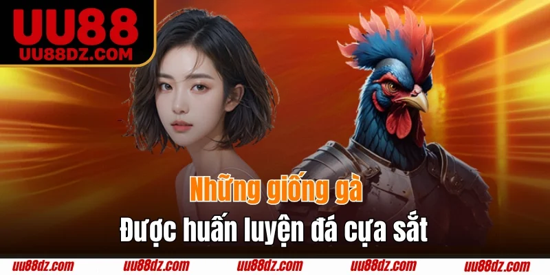 Các giống gà được tham gia đấu cựa sắt có sức bền bỉ cao