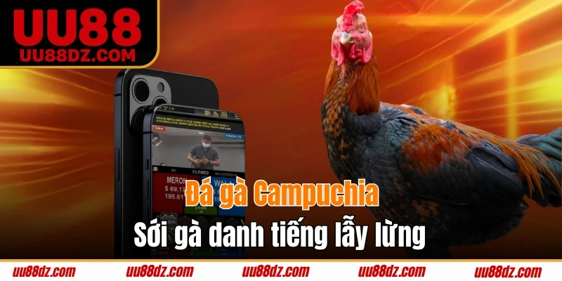 Campuchia là sới gà danh tiếng lẫy lừng