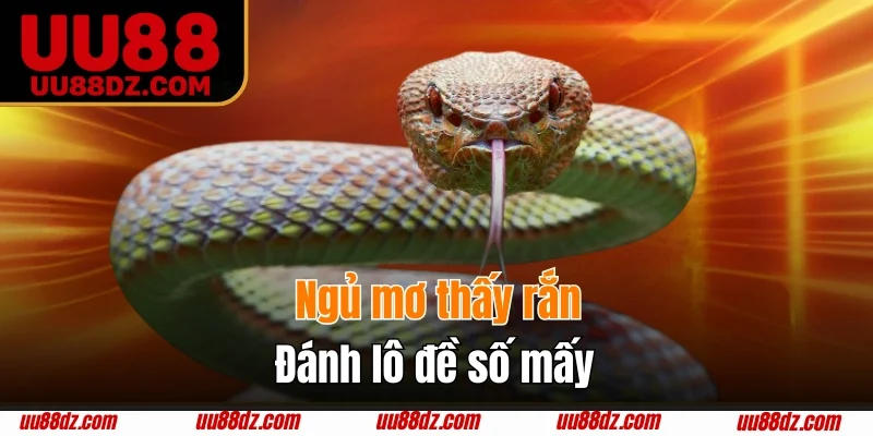 Mơ thấy rắn đánh liền con số may mắn