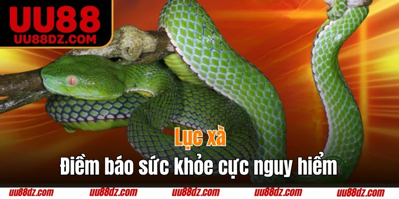 Lục xà - Điềm báo sức khỏe cực nguy hiểm