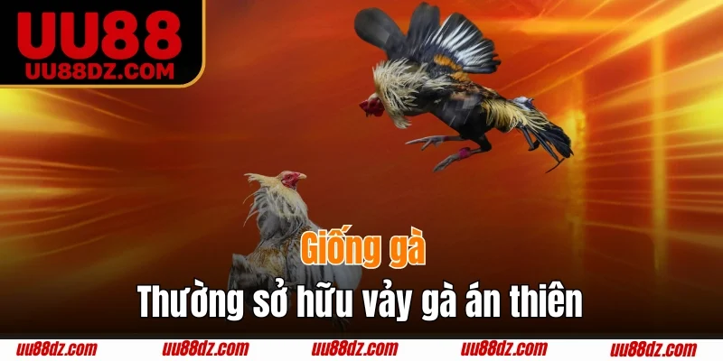 Những giống chiến kê dễ sở hữu án thiên