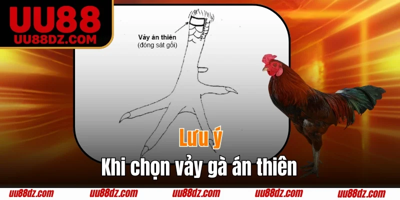 Chú ý quan trọng khi tìm và nuôi gà vảy án thiên
