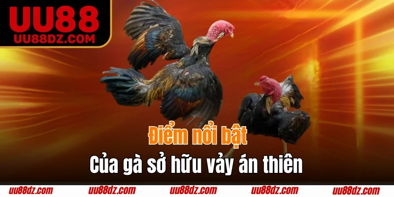 Điểm nổi bật của gà sở hữu vảy án thiên